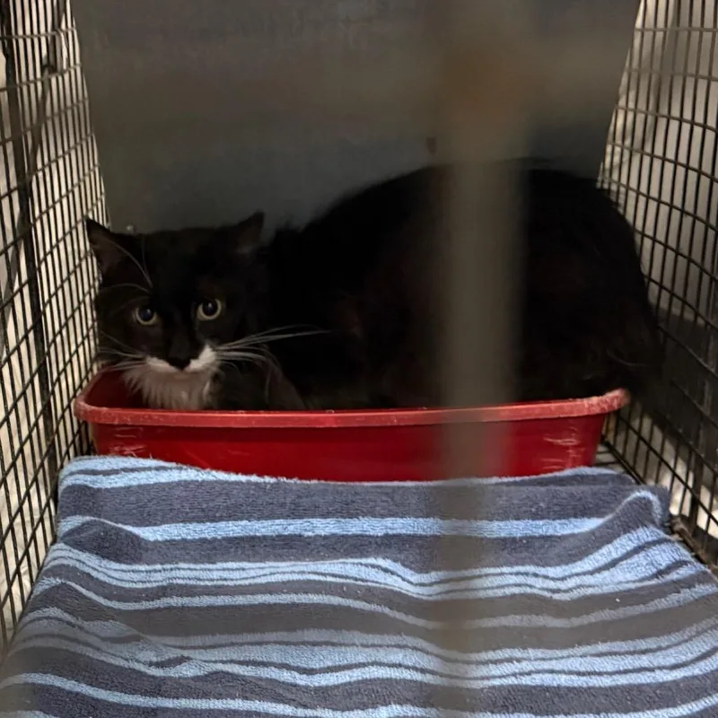 An adult small-sized male Black Domestic Medium Hair cat named YORKStray for adoption in York, PA
