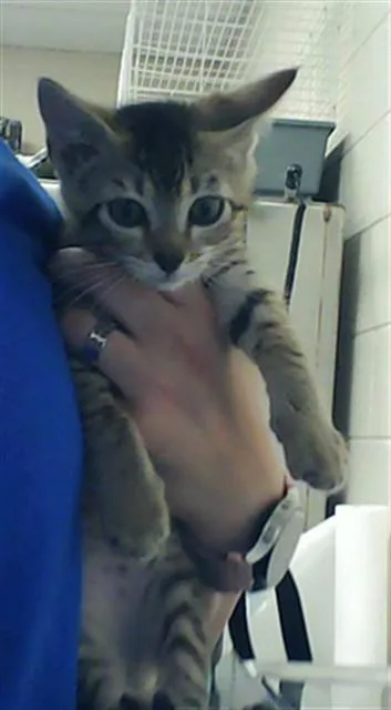 A baby small-sized male Domestic Short Hair cat named Tucker for adoption in Fayetteville, NC