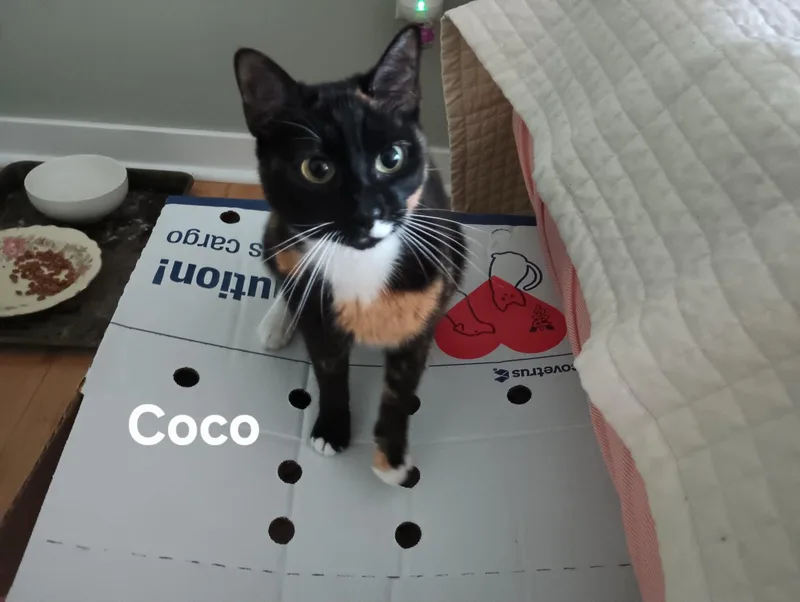 An adult small-sized female Calico Domestic Short Hair cat named Coco for adoption in Chicopee, MA