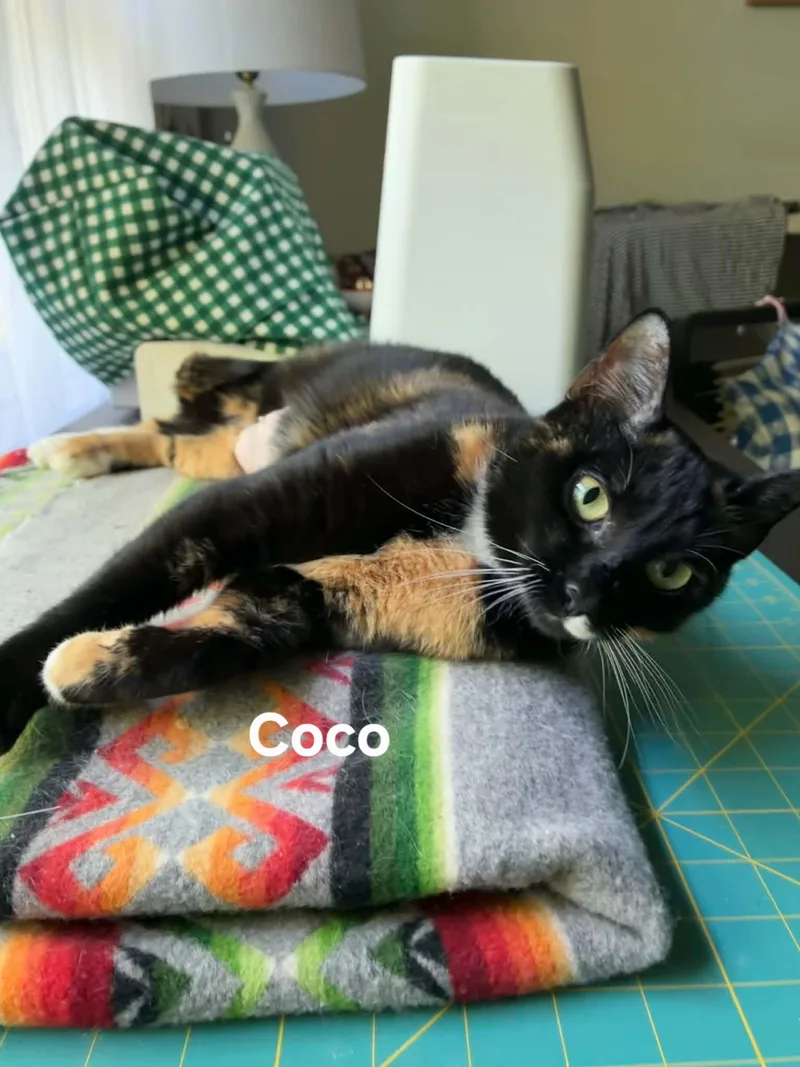 Coco thumbnail 2