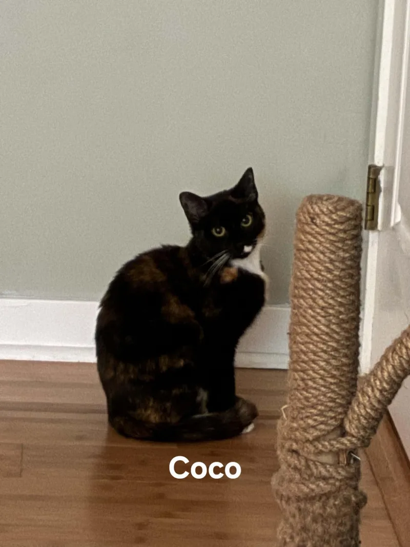 Coco thumbnail 3
