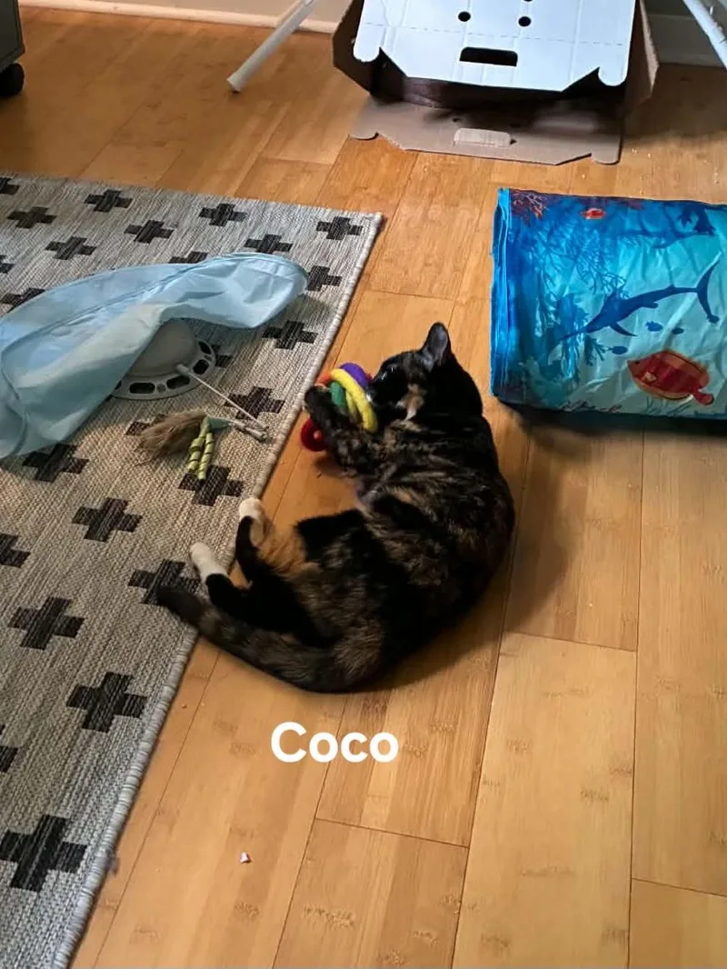 Coco thumbnail 4