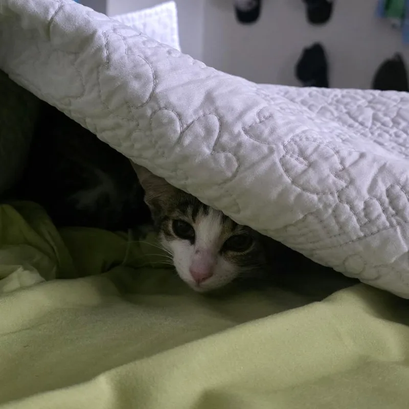 Felix