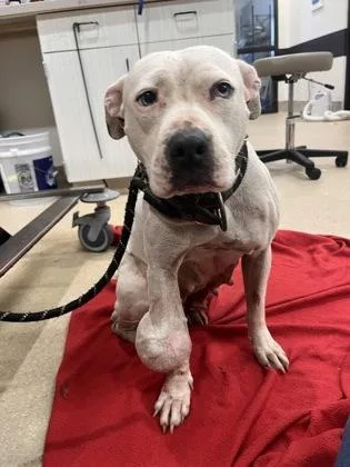 An adult medium-sized female Mixed Breed dog named Rose for adoption in Atlanta, GA