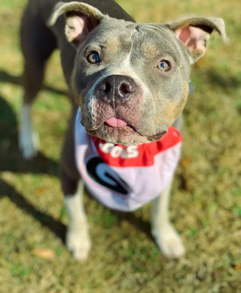 A young medium-sized male Pit Bull Terrier dog named Azreal Blue for adoption in Macon, GA