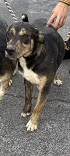 A young medium-sized male Black Mixed Breed dog named Hunter for adoption in Maryville, TN