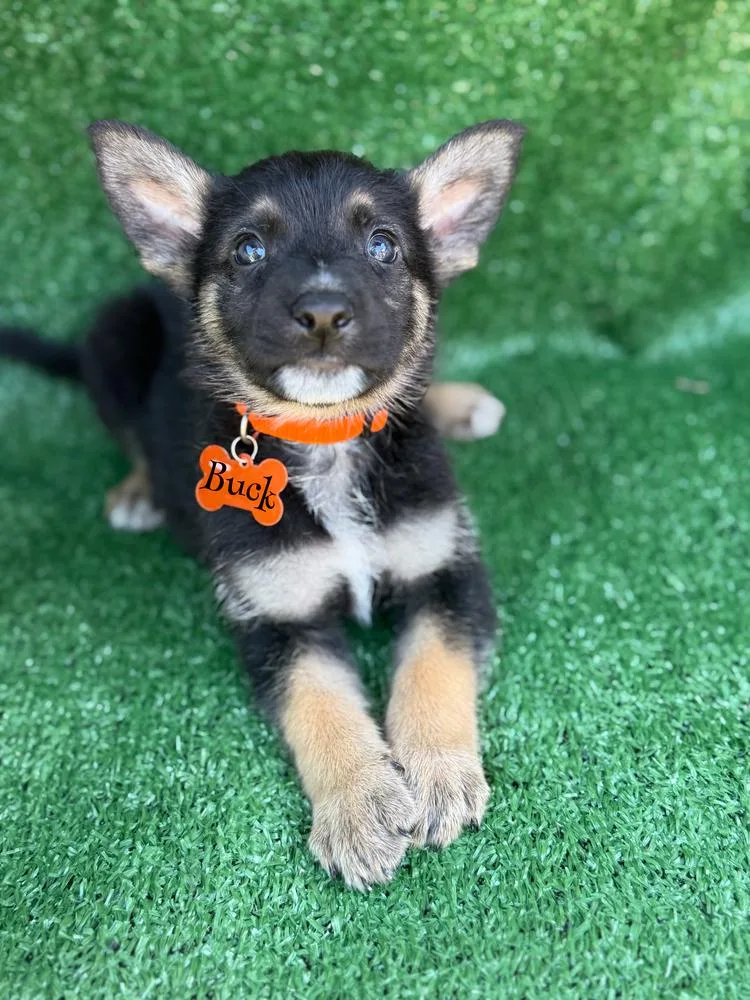 A baby large-sized male Brown / Chocolate German Shepherd Dog dog named Buck for adoption in Pleasant Hill, CA