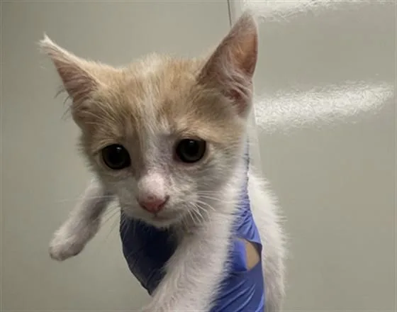 A baby small-sized male Domestic Short Hair cat named Tigger for adoption in Ontario, CA