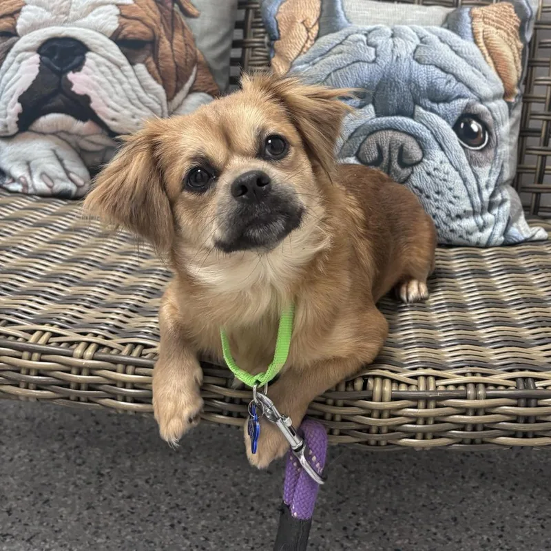 A young small-sized female Apricot / Beige Mixed Breed dog named McBean for adoption in Freeport, FL