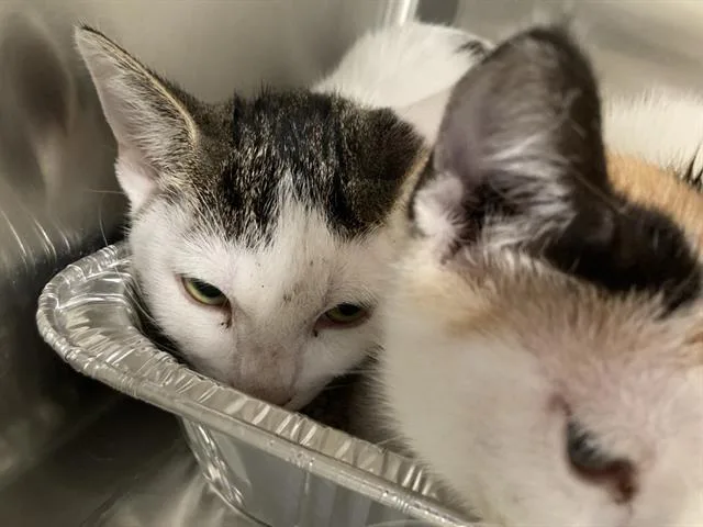 A baby small-sized female Domestic Short Hair cat named Momo for adoption in Tustin, CA
