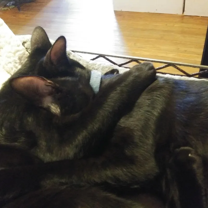 A young medium-sized male Black Domestic Short Hair cat named Orion & Ozzy for adoption in Port Wentworth, GA