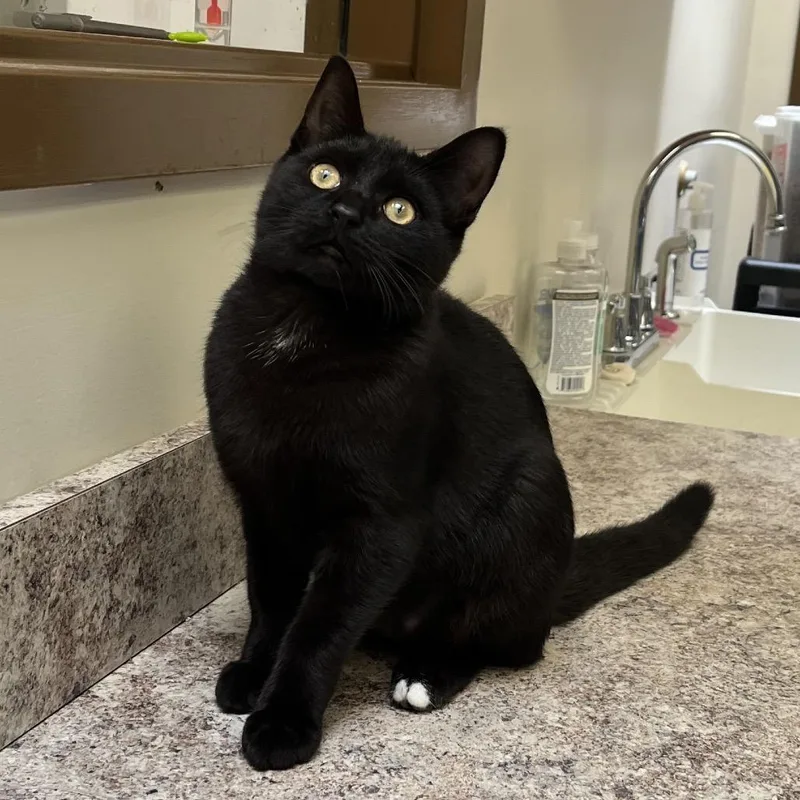 A baby medium-sized female Black Domestic Short Hair cat named Poutine for adoption in York, PA