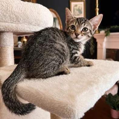 A baby small-sized female Tabby (Brown / Chocolate) Domestic Short Hair cat named Penni for adoption in Liverpool, TX