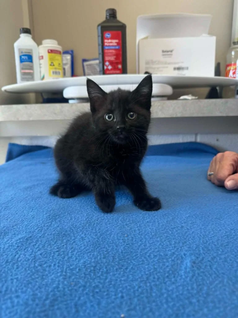A baby medium-sized female Domestic Short Hair cat named Jiffy for adoption in Marion, OH