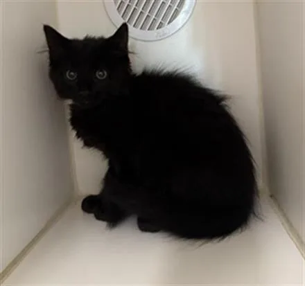 A baby small-sized male Domestic Short Hair cat named Ghana for adoption in Camarillo, CA