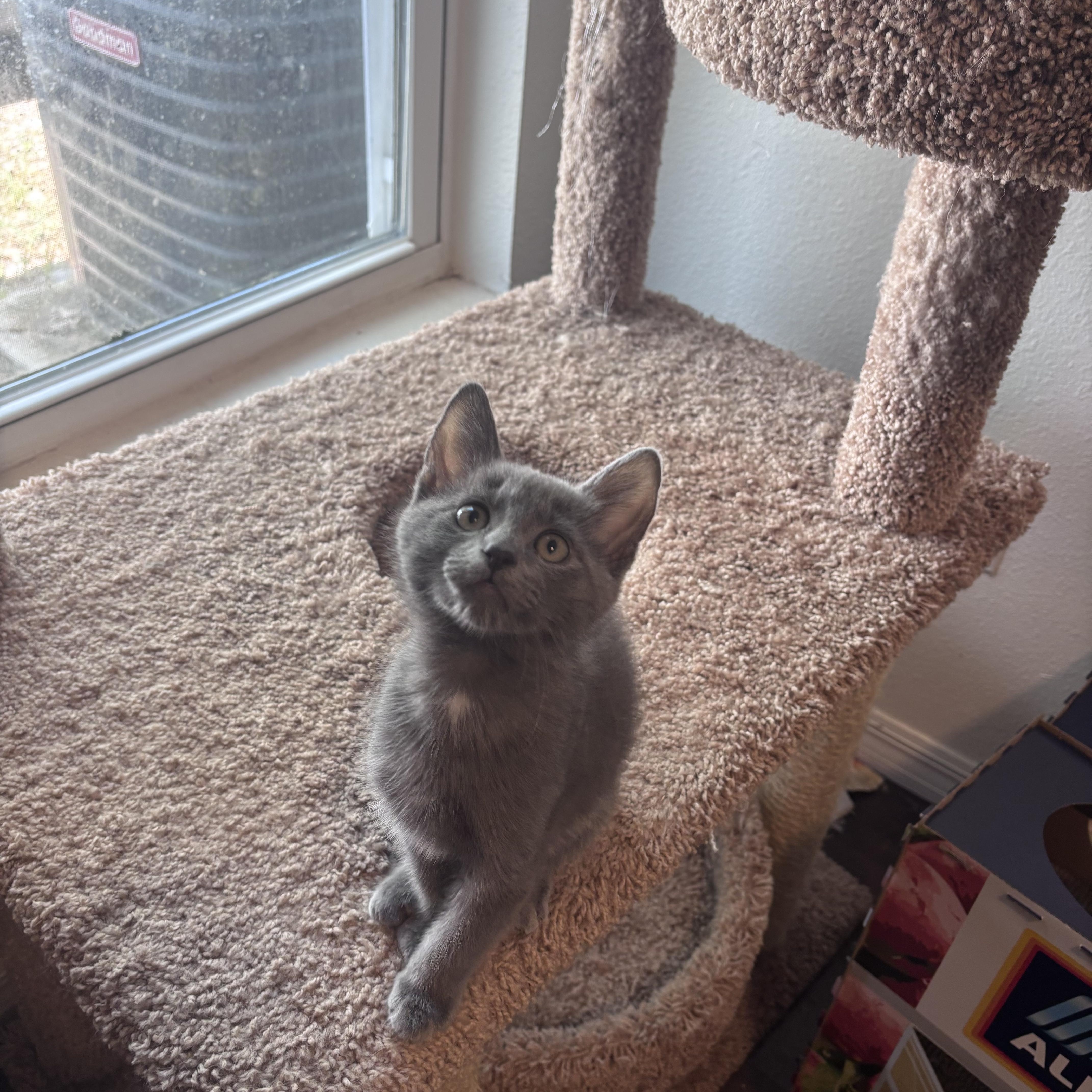 A baby medium-sized male Gray & White Domestic Medium Hair cat named Grayson for adoption in Dade City, FL