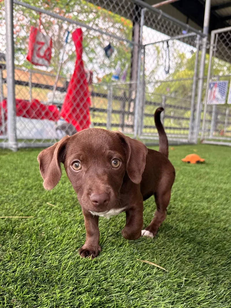A baby small-sized female Mixed Breed dog named Daisy for adoption in Brooklyn, NY