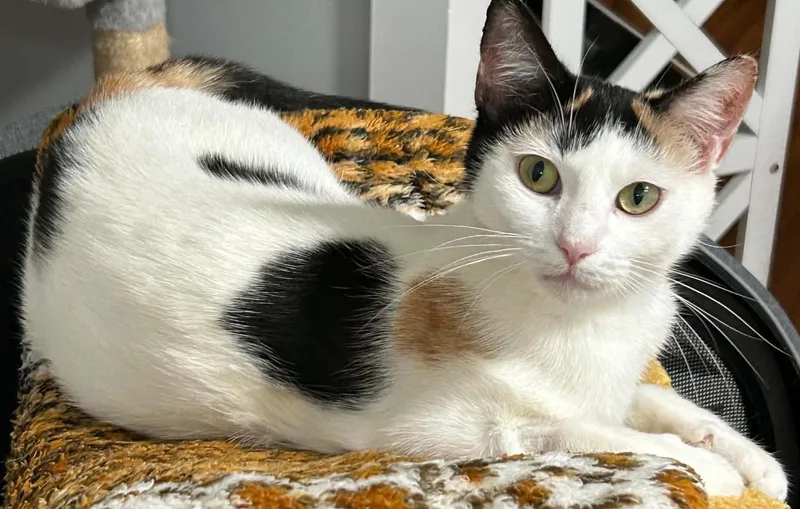 A young medium-sized female Calico cat named Maryann for adoption in Beckley, WV