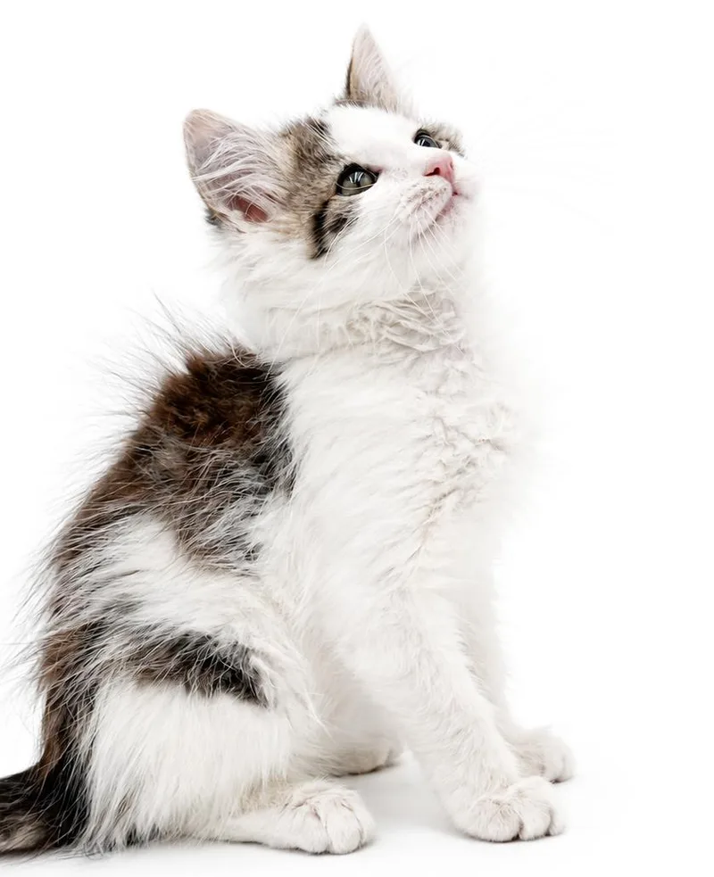 A baby small-sized male White Ragdoll cat named Poofy is POOFY doofy for adoption in Bedford Hills, NY