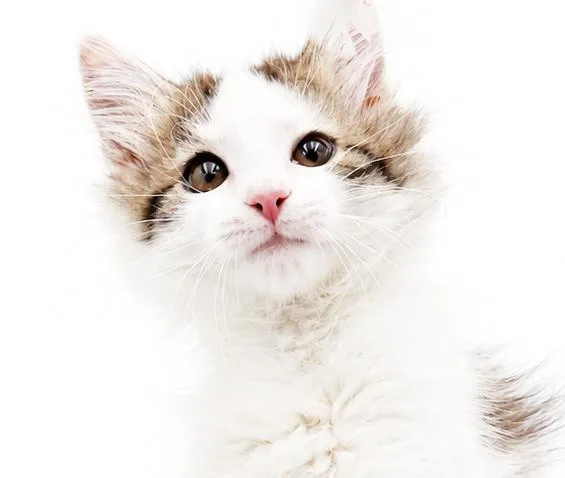 Poofy is POOFY doofy thumbnail 3