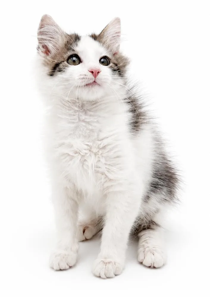 Poofy is POOFY doofy thumbnail 4