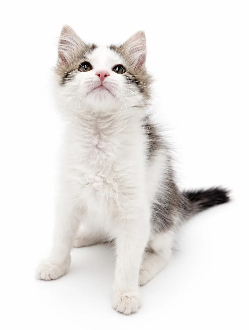 Poofy is POOFY doofy thumbnail 5