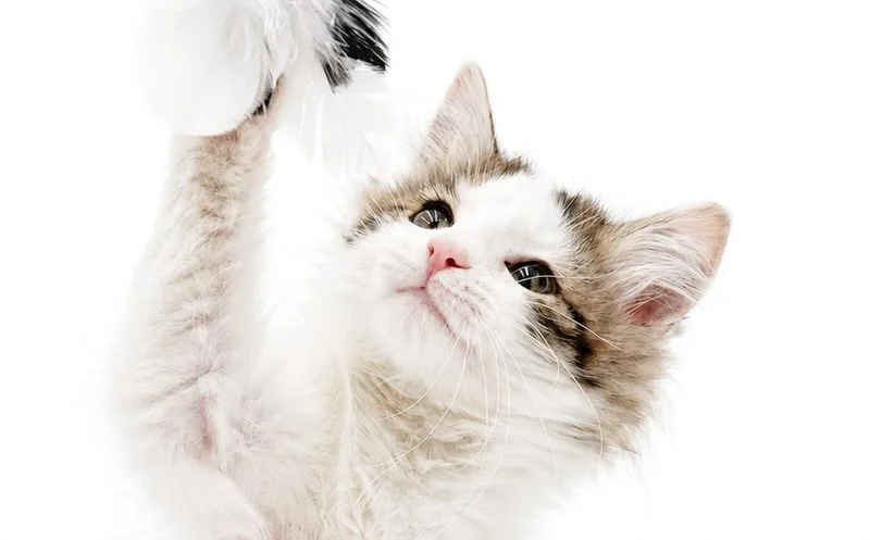 Poofy is POOFY doofy thumbnail 6