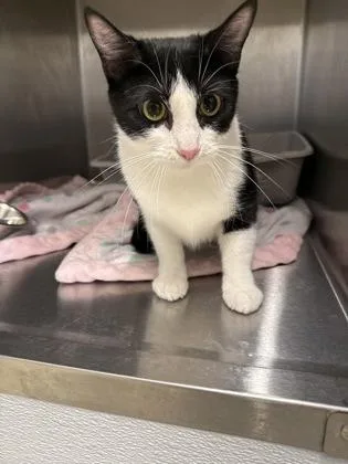 An adult medium-sized female Domestic Short Hair cat named Funnel Cake for adoption in Lafayette, IN