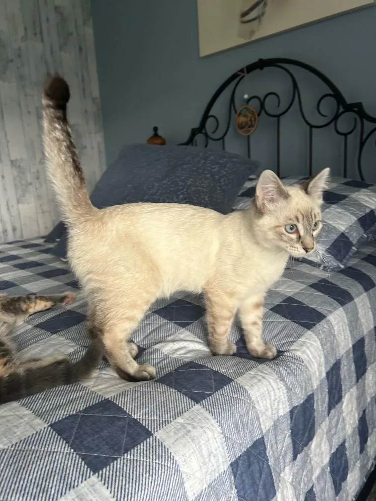A baby medium-sized female Domestic Short Hair cat named Sky for adoption in Pocatello, ID