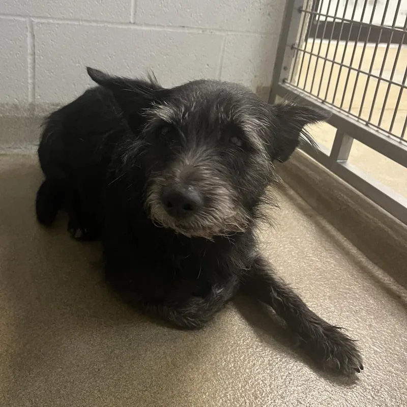 An adult small-sized male Black Schnauzer dog named Gemma for adoption in Kansas City, KS