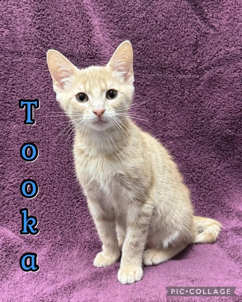A baby medium-sized male Domestic Short Hair cat named Tooka for adoption in Fort Oglethorpe, GA