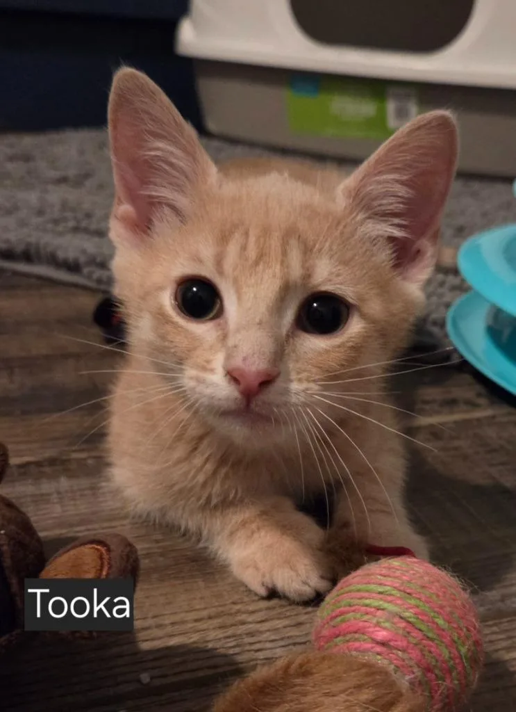 Tooka thumbnail 2