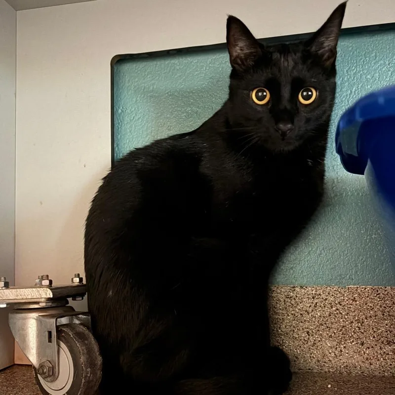 An adult large-sized male Domestic Short Hair cat named Ziggy for adoption in Sarasota, FL