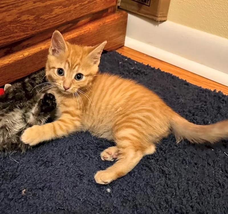A baby small-sized male Orange & White Domestic Short Hair cat named Walter for adoption in Reeseville, WI