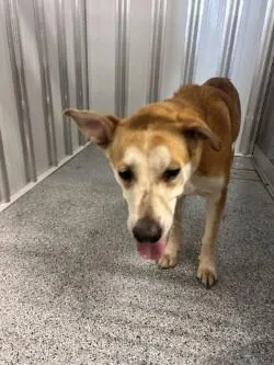 An adult medium-sized female Yellow / Tan / Blond / Fawn Mixed Breed dog named Taffy for adoption in bellefontaine, OH