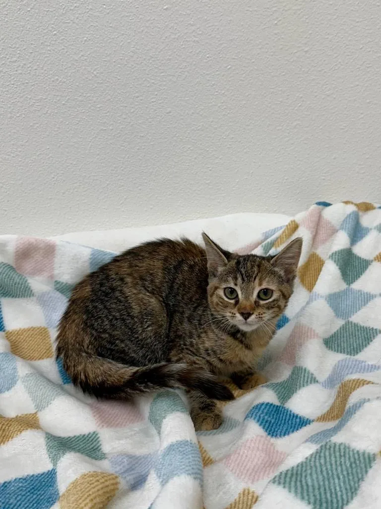 A baby small-sized female Domestic Short Hair cat named Fruit Loops @Petsmart Walker for adoption in Newberg, OR
