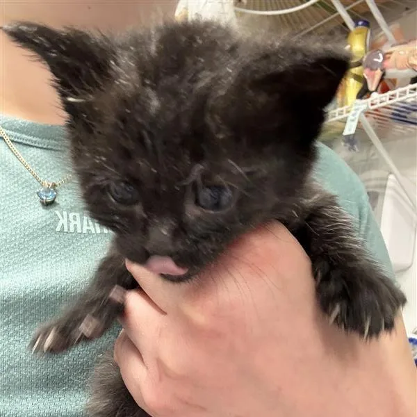 A baby small-sized female Black Domestic Short Hair cat named Fi for adoption in Mount Shasta, CA