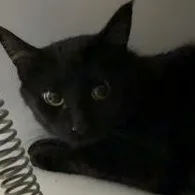 An adult medium-sized female Black Domestic Short Hair cat named Gaia for adoption in Rapid City, SD