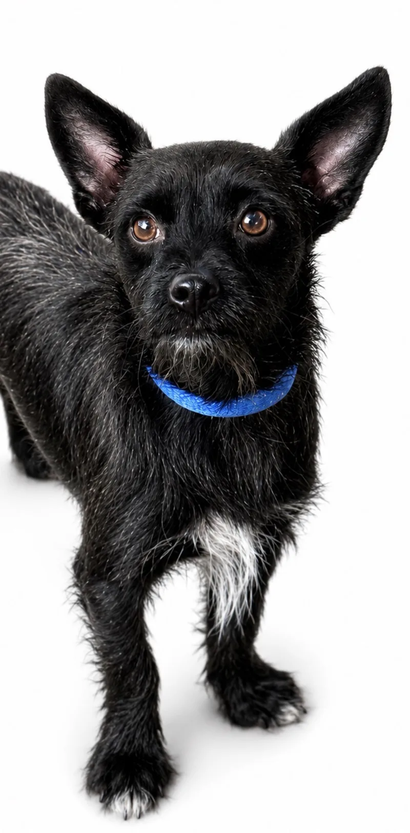 A young small-sized male Black Chihuahua dog named Buddie for adoption in SYLVANIA, GA