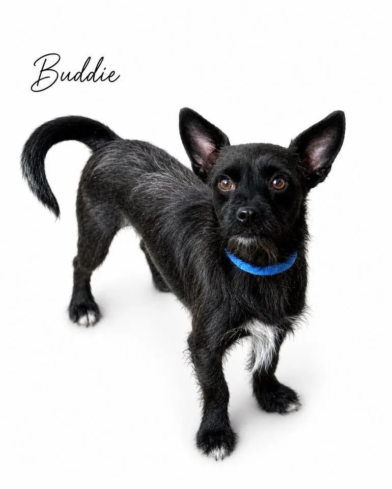 Buddie thumbnail 5