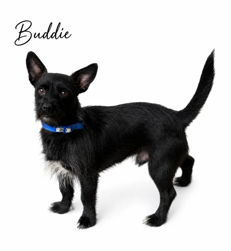 Buddie thumbnail 6