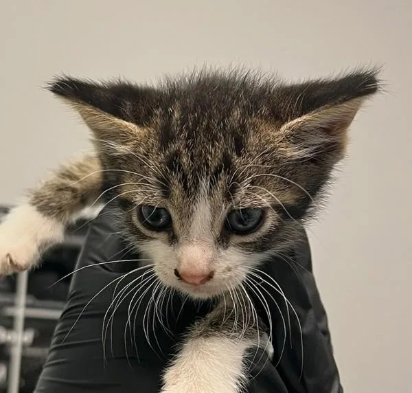 A baby small-sized male Domestic Short Hair cat named Nuclear for adoption in San Diego, CA