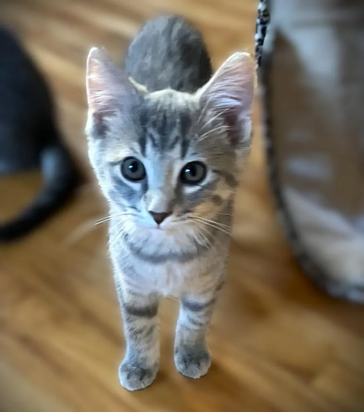 A baby small-sized female Domestic Short Hair cat named Ariel for adoption in Mankato, MN
