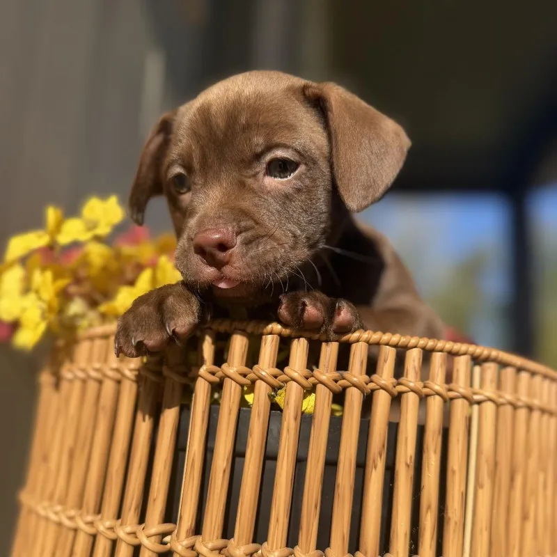 A baby medium-sized male Vizsla dog named Zach for adoption in Baton Rouge, LA