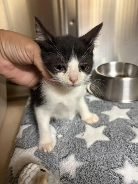 A baby small-sized male Domestic Short Hair cat named Maxwell for adoption in Kennewick, WA