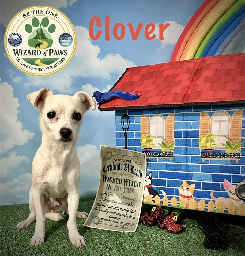 A young small-sized female White / Cream Chihuahua dog named Clover for adoption in Arcadia, FL