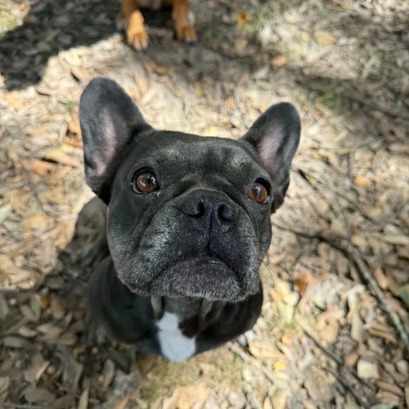 An adult small-sized female French Bulldog dog named Rosie for adoption in New Orleans, LA