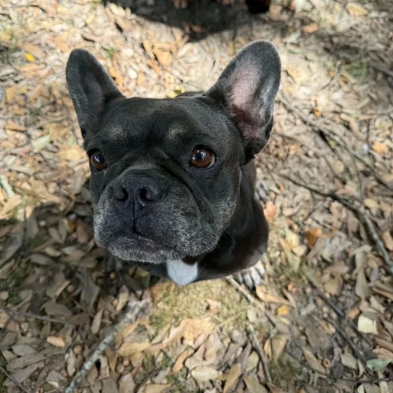Rosie thumbnail 3