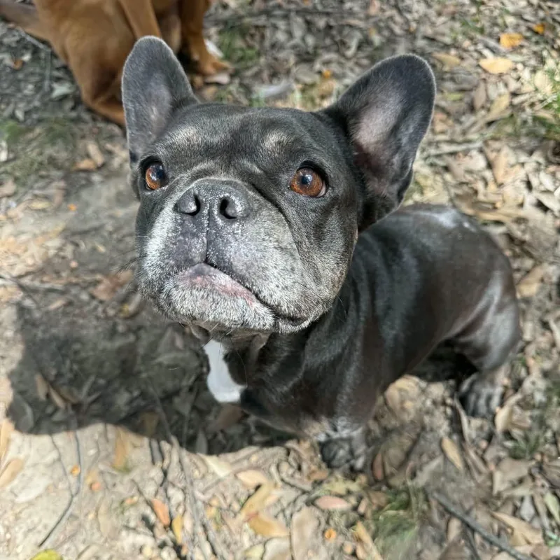 Rosie thumbnail 5