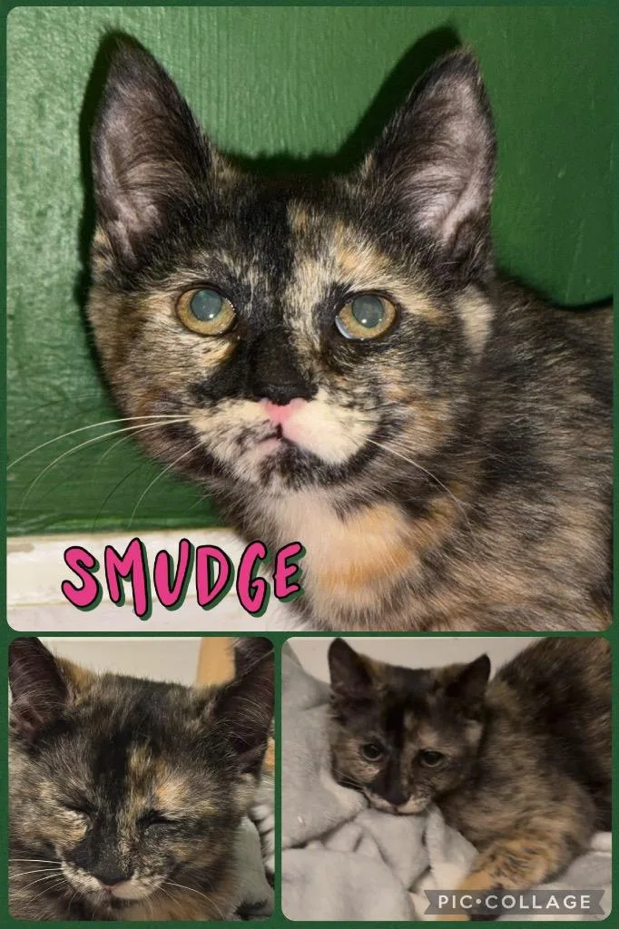 A baby medium-sized female Domestic Short Hair cat named Smudge for adoption in Evans, GA